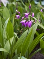 Bletilla striata-8 Bletilla pasiasta